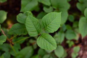 Poison Ivy plant, forest floor