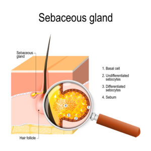 Structure of the Sebaceous gland